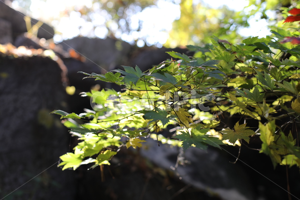 단풍,단풍나무,청단풍,나무,나뭇잎,식물,자연,plants,nature