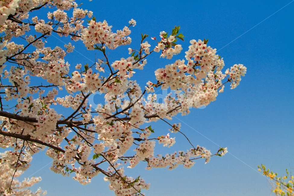 봄,벗꽃,사쿠라,일본꽃,파란하늘,봄,계절,spring,season,식물,자연,plants,nature,꽃,flower,plant,blossom