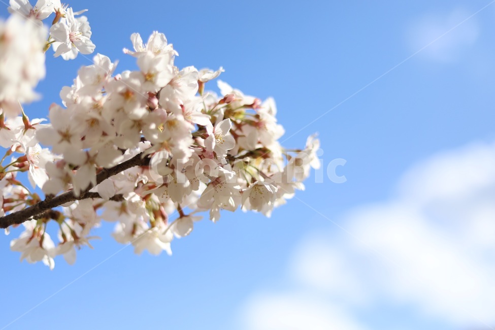 벚꽃,분홍,팝콘,하늘,꽃놀이,핑크,자연,풍경,nature,landscape,꽃,flower,나무,trees,wood,plant,식물