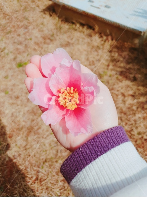 식물,손,손안의꽃,꽃,flower,식물,자연,plants,nature,꽃,flower