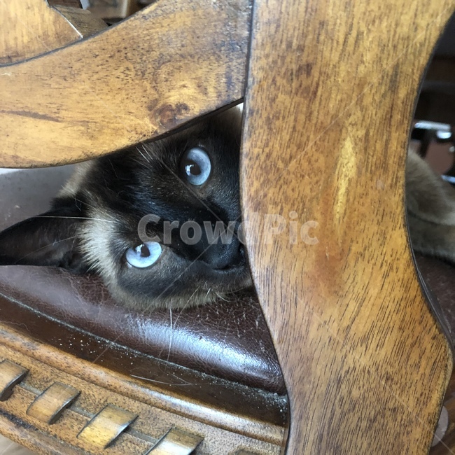 furniture,가구,고양이,cat,cute