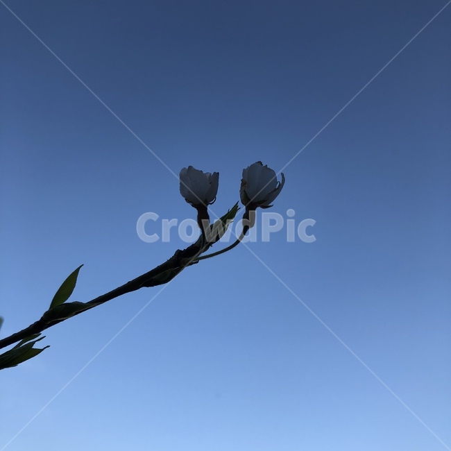 쓸쓸한,봄,벚꽃,하늘,푸른하늘,쓸쓸한봄,외로운,감성,봄,계절,spring,season,식물,자연,plants,nature,꽃,flower,animal,동물,bird,새