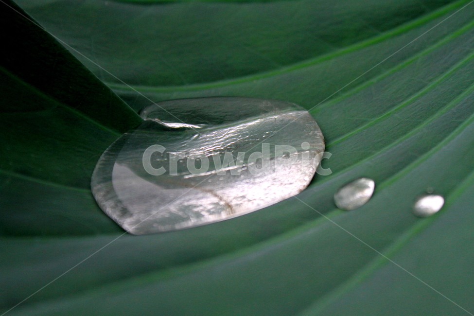 물방울,연잎,식물,waterdrop,lotus,식물,자연,plants,nature