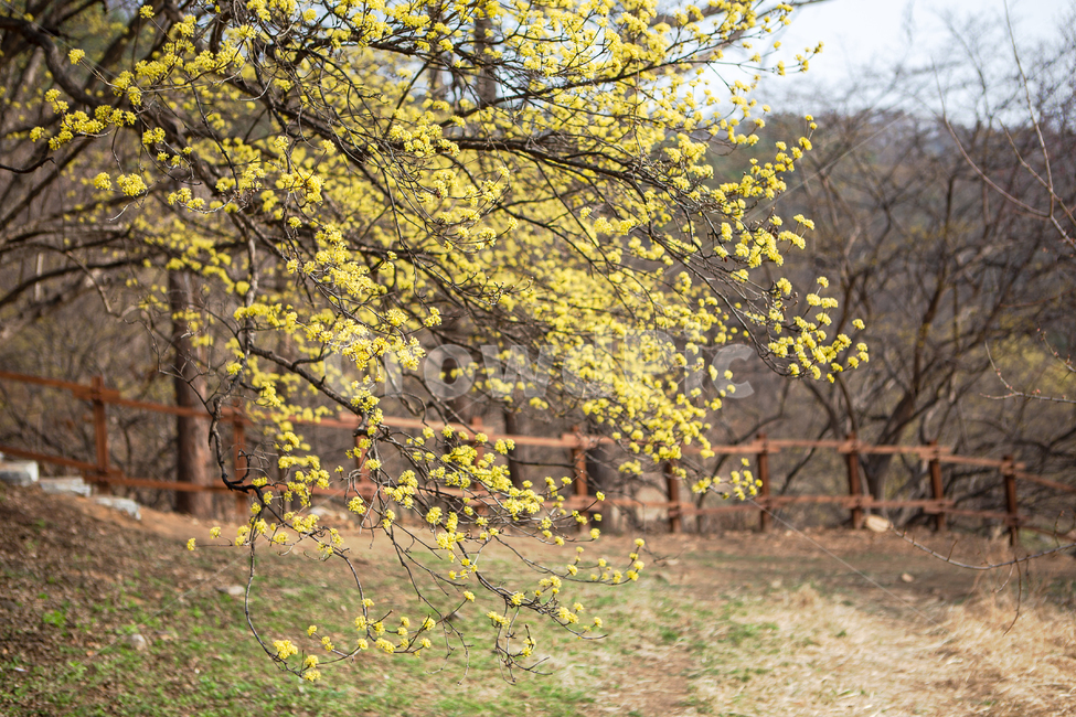 식물,자연,산수유,산수유꽃,봄,노랑,노랑색,노란색,산수유나무,봄꽃,산수유축제,시골,마을,산수유마을,이천,꽃,경기도,노란꽃,야외,계절,나무,나뭇가지,만개,농사,농장,시골마을,농촌,농촌마을,전원,전원생활,nature,plant,flower,blossom,spring,tree,시골길,산책로,treetrunk,ground,바닥,울타리,목책