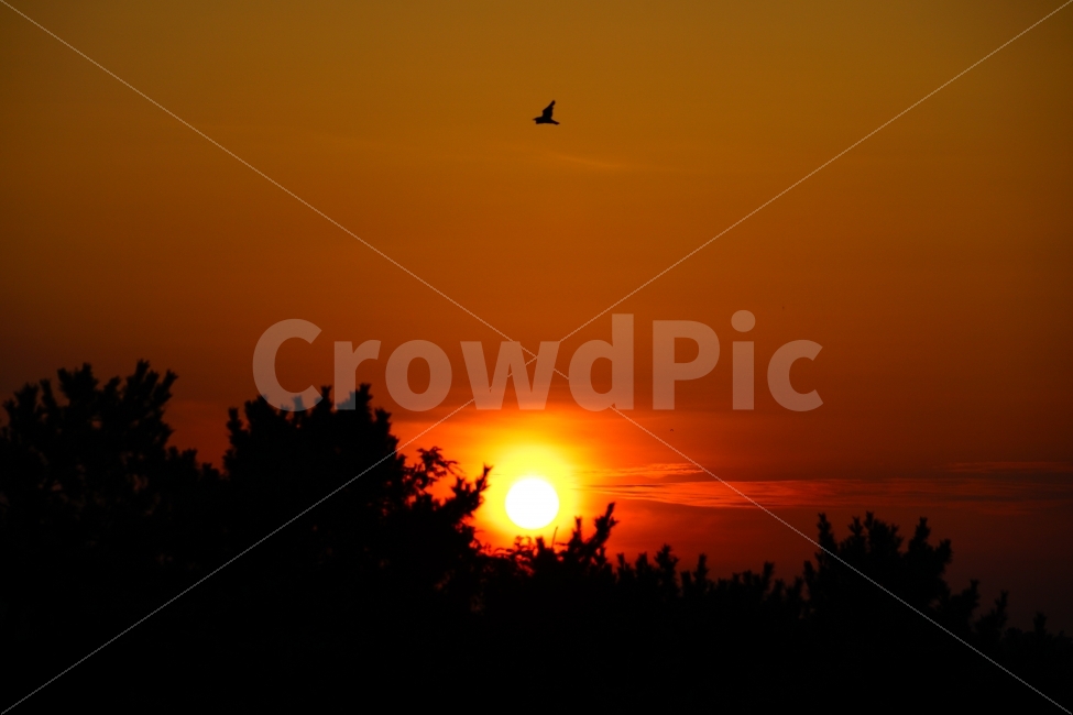 일몰,sunset,bird,새,비상,날아오르다,꿈,dream,날개,태양,붉은하늘,sky,자연,풍경,nature,landscape,sunlight,햇빛,outdoors,옥외,animal,동물,하늘,dawn,새벽,red sky,붉은 하늘,dusk,황혼