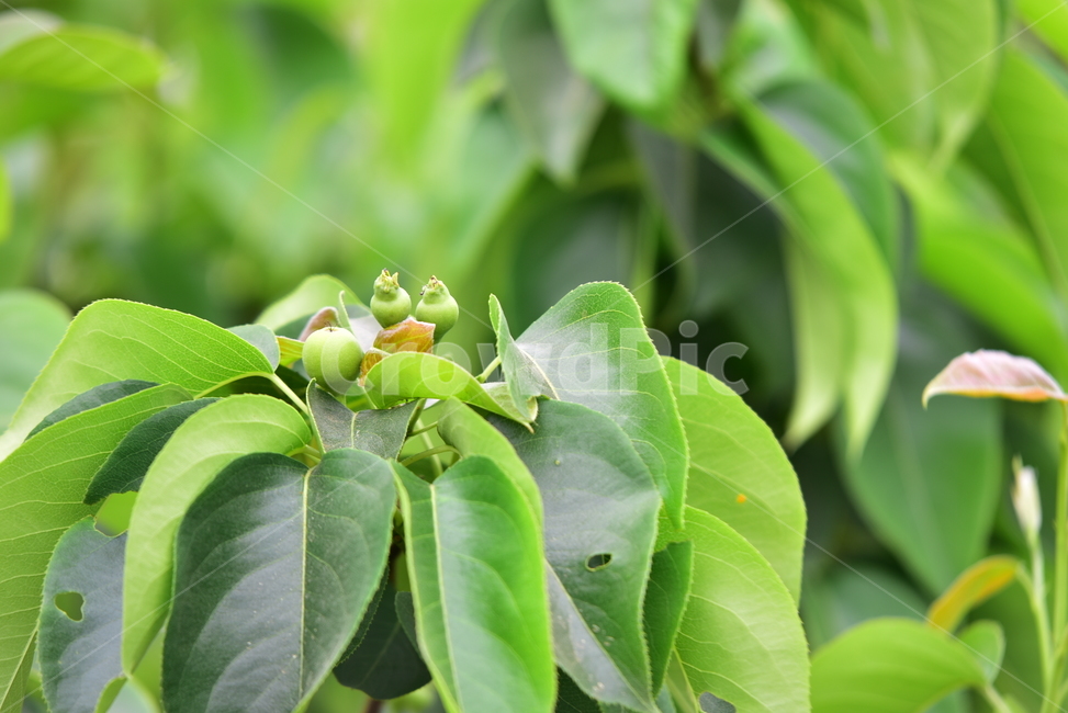 배,열매,과일,결실,나뭇잎,나무,작은,녹색,접사,클로즈업,green,leaves,pear,fruit,초록,과수원,농원,식물,자연,plants,nature