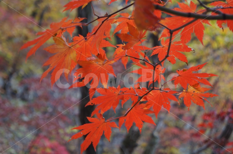 단풍,단풍나무,산,가을,가을산,가을,계절,fall,autumn,season,식물,자연,plants,nature,leaf,잎,plant,tree,나무,maple