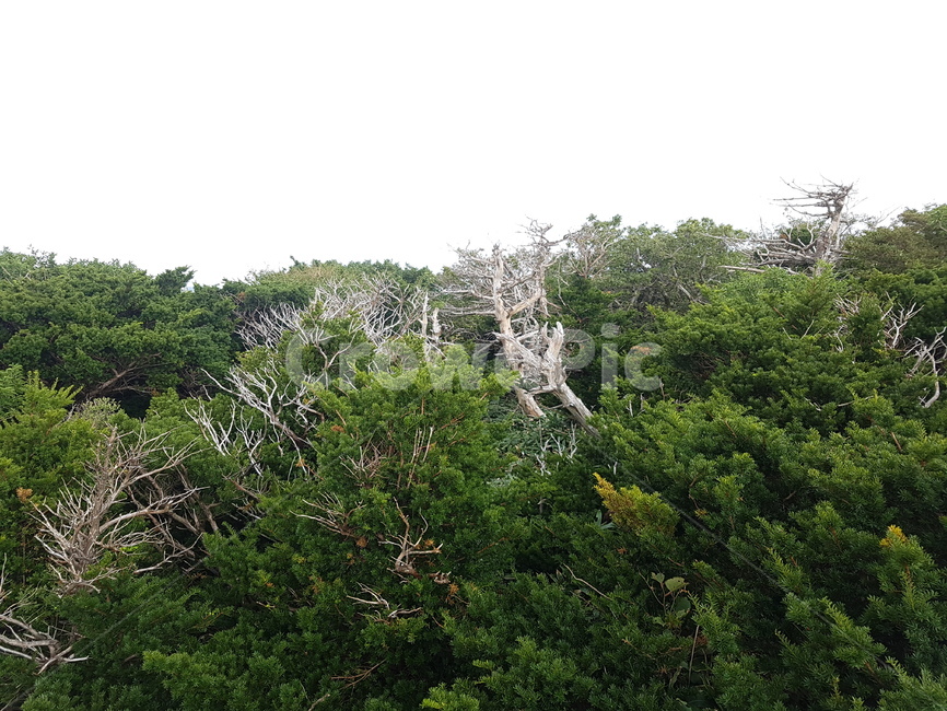 나무,산,자연,바람,성장,흐린,역경,나뭇가지,들판,초록,나뭇잎,척박,흔들림,휘날리,휘날림,자연,풍경,nature,landscape,tree,plant,식물,vegetation,초목