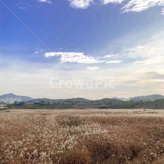nature,자연,갈대밭,갈대,하늘,풍경