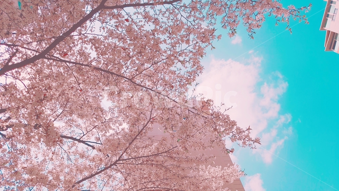벚꽃,꽃,봄,하늘,분홍,봄,계절,spring,season,plant,식물,blossom,cherry blossom,flower
