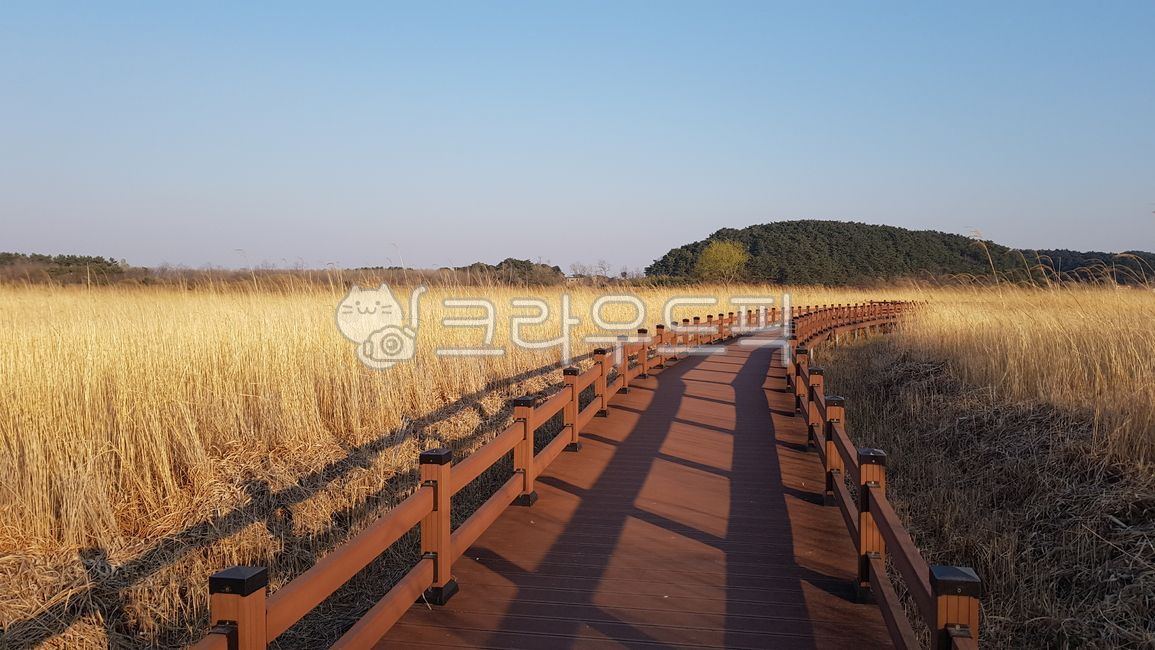 Reed walk,trail,Reed deck,autumn,winter reed field