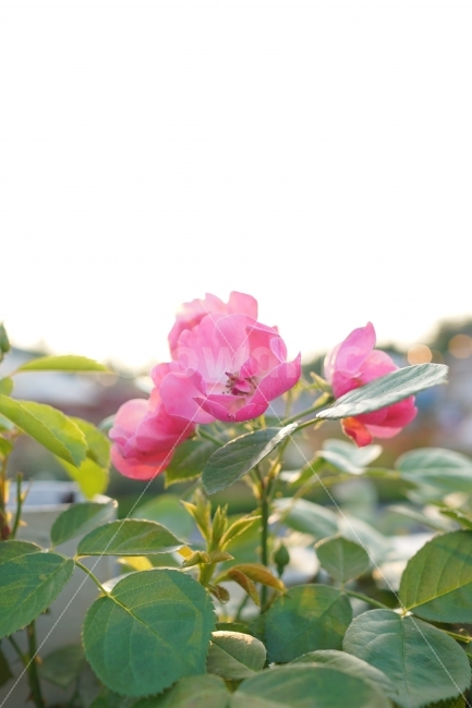 꽃,장미,감성,역광,분홍,pink,red,flower,rose,sensitivity,sensibility,backlight,식물,자연,plants,nature,꽃,flower