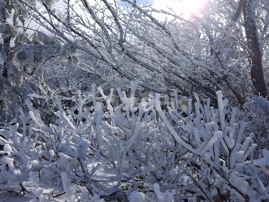 제주도,제주,눈꽃,한라산,겨울,자연,풍경,감성,나무,겨울,계절,winter,season,식물,자연,plants,nature,나무,trees,wood
