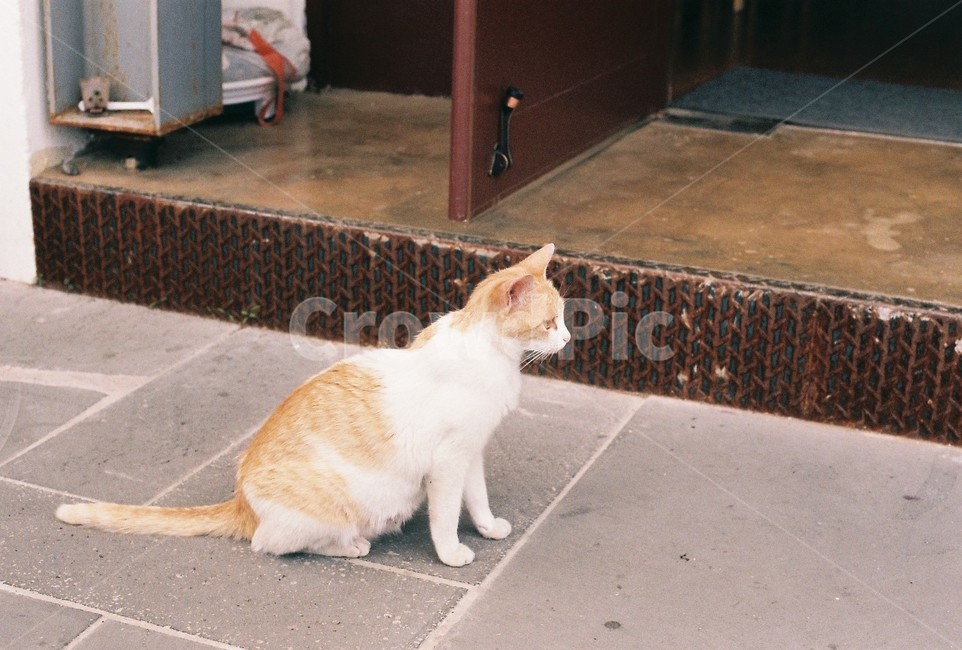 animal,동물,cat,고양이,pet,길고양이,동물,animal,포유류,mammal,고양이,cat,kitten,kitty