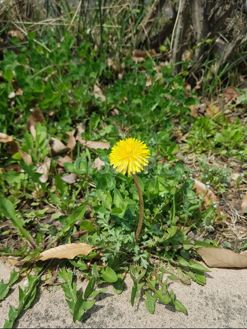 꽃,민들레,민들레꽃,풀,자연
