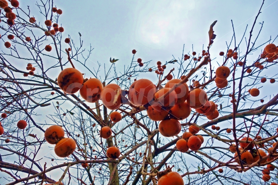 제주도,감,나무,과일,하늘,구름,흰,푸른,가을,계절,fall,autumn,season,음식,식재료,요리,food,cook,meal,dishes,food reserves,과일,열매,fruit,plant,식물,persimmon