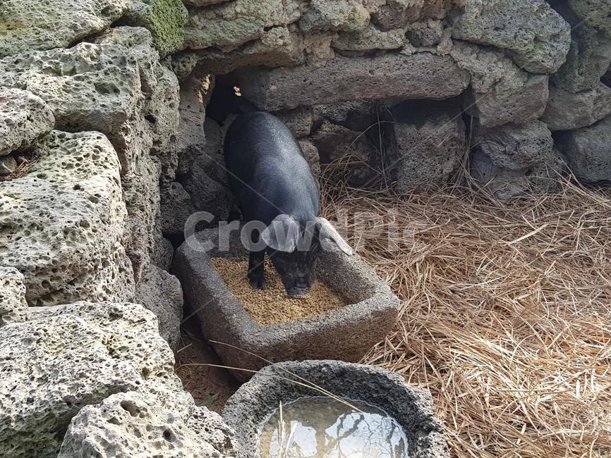 돼지,흑돼지,동물,가축,제주흑돼지,제주돼지,똥돼지,동물,animal,포유류,mammal