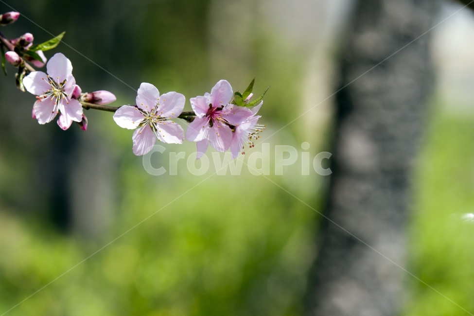 벚꽃,봄,사월,자연풍경,자연,풍경,식물,봄,계절,spring,season,식물,자연,plants,nature,꽃,flower,plant