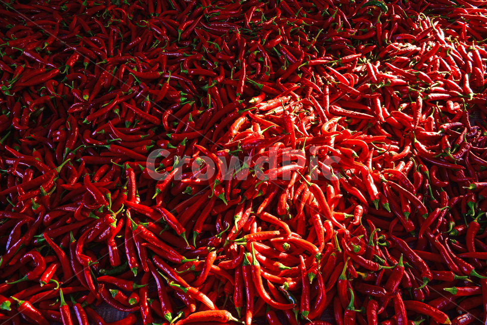 pepper,seasoning,chili,Spicy,Pepper,young,Capsaicin,vitamin c,fiery,taste,pattern,hotpepper,crops,vegetable,red,adrenaline,depart,hot pepper,new,ingredient,natural,capsicum,Kimchi Ingredients,drying peppers,Spice,start,Cheongyang pepper,dry,spicy,sunflowe