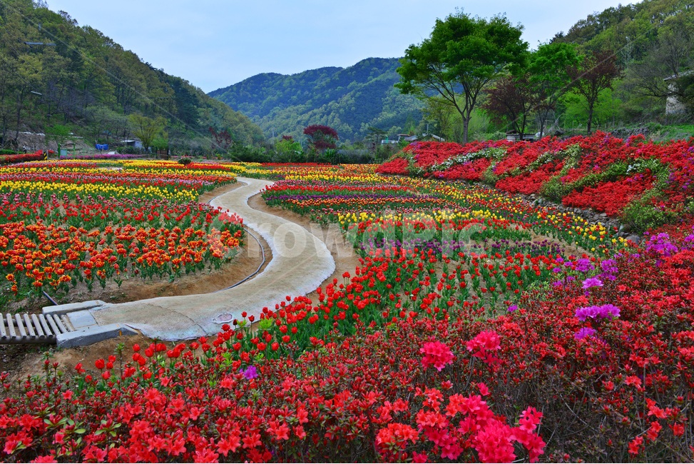 무등산,동적골,튤립축제,철쭉,노랑,빨강,봄,계절,패턴,tulip,튤립,plant,식물,blossom,flower,꽃,자연,풍경,nature,landscape