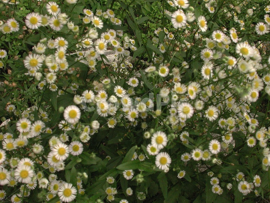 들풀,들꽃,배경,바탕화면,꽃,식물,자연,식물,자연,plants,nature,꽃,flower