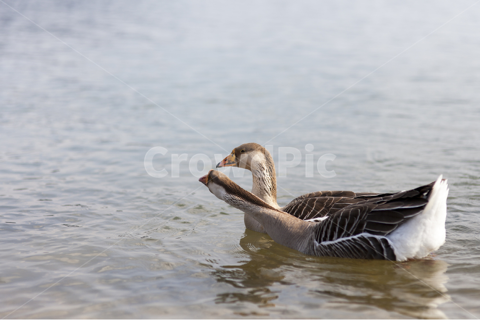 대청호,대청호생태공원,풍경사진,오리,duck,날개짓,동물,animal,조류,새,birds
