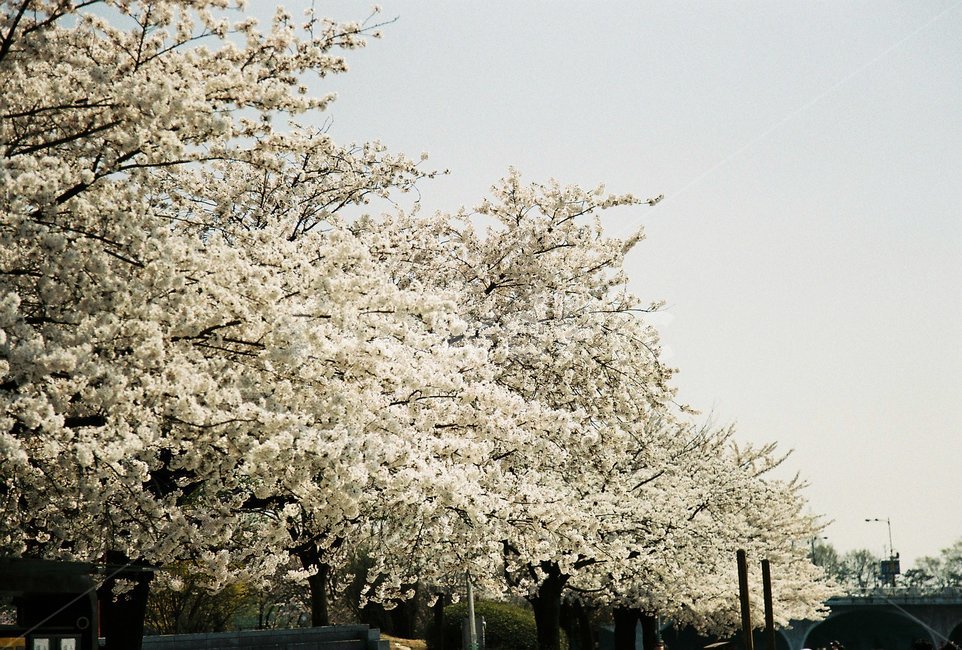 봄,꽃,벚꽃,하늘,필름,빈티지,나들이,데이트,피크닉,꽃놀이,봄,계절,spring,season,자연,풍경,nature,landscape,plant,식물