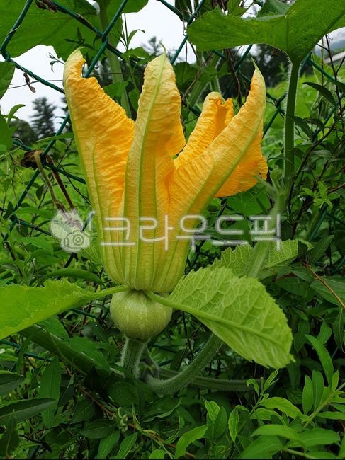 squash,female pumpkin,Pumpkin female,pumpkin,pumpkin vine