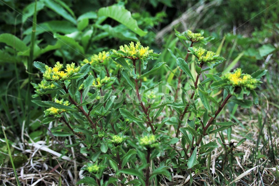 속리기린초,돌나물과,여러해살이풀,한국특산종,야생화,식물,자연,plants,nature,꽃,flower