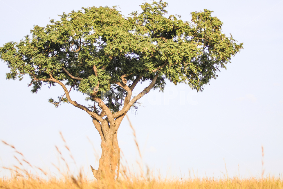 아프리카,우간다,사파리,여행,자연,나무,식물,자연,plants,nature,나무,trees,wood
