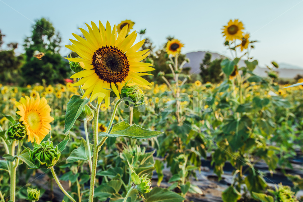 해바라기,들판,햇빛,sunflower,화사한,그린,green,sun,렌즈플레어,초록,꽃,flower,싱그러움,식물,자연,plants,nature,꽃,flower,동물,animal,곤충,벌레,insect,bug
