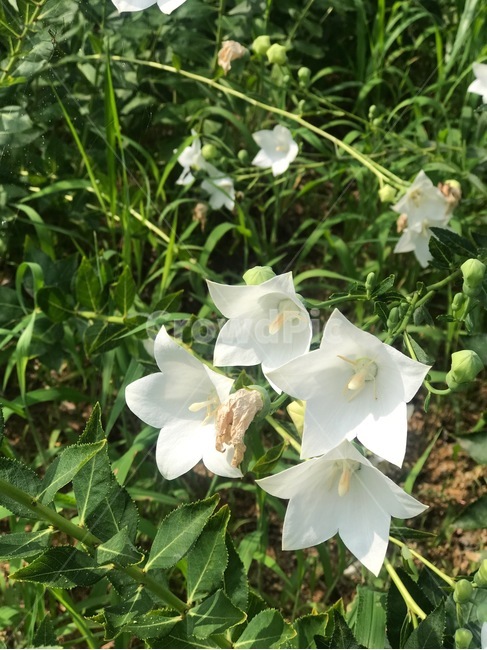 백도라지,도라지,식물,꽃,자연,식물,자연,plants,nature,꽃,flower