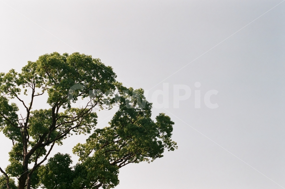 부산,하늘,노을,나무,감성,공원,여름,monotone,sumer,landscape,필름카메라,식물,자연,plants,nature,나무,trees,wood