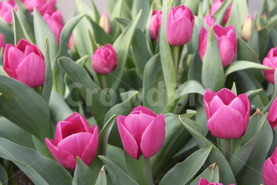 튤립,꽃,예쁜꽃,예쁜튤립,아름디운꽃,식물,plants,flowers,prettyfliwer,pink,꽃페스티벌flowerfestival,향기,tulips,beautifulflower,아름다운,접사자연,nature,그래픽,웹디자인,sensible,flower,식물도감,야생화,들꽃,배경,느낌,감성,인쇄,디자인,전단,잡지,봄,계절,spring,season,식물,자연,plants,nature,꽃,flower,plant,blossom