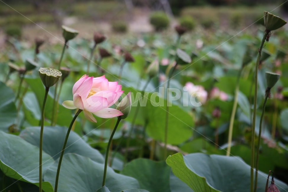 연꽃,경주,보문단지,여행,가을,경주여행,보문호수,식물,자연,plants,nature,꽃,flower