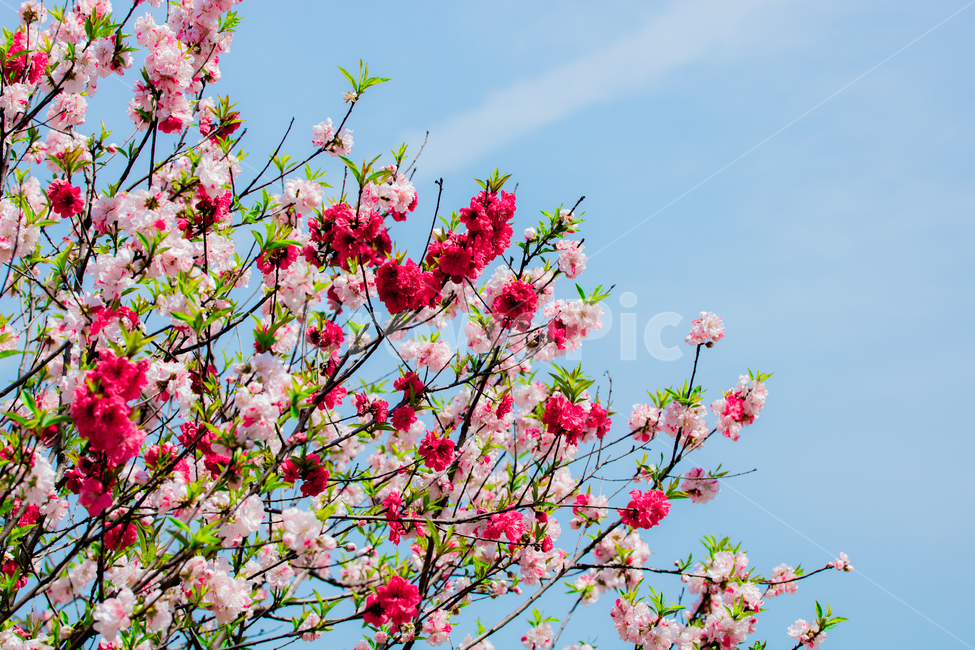 꽃,flower,rose,장미,봄,파랑,하늘,조화,균형,안정감,식물,자연,plants,nature,꽃,flower
