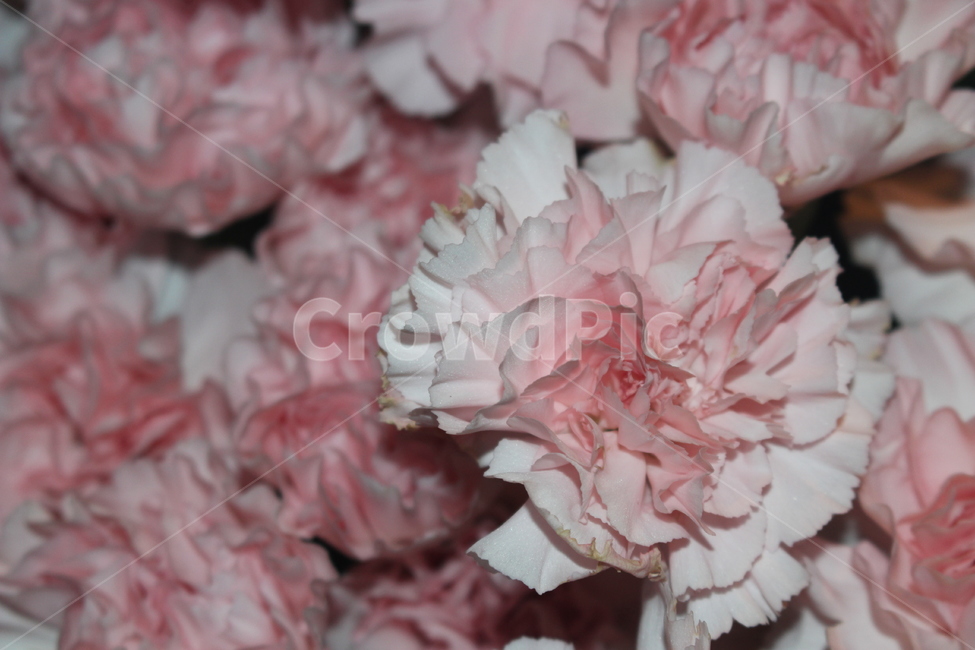 꽃,꽃잎,아름다운,조화,플라워,꽃집