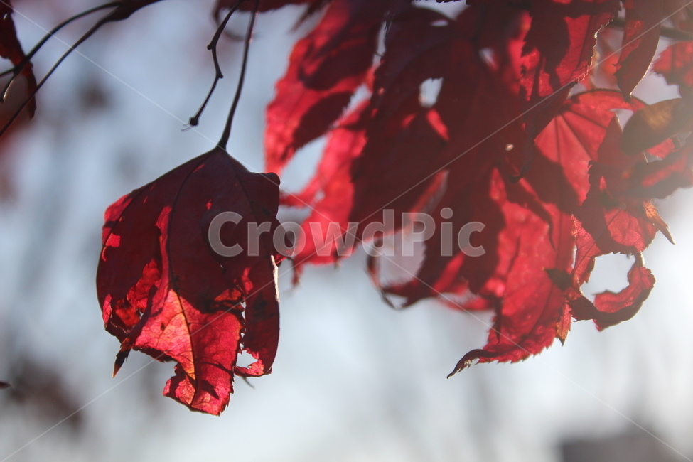 maple,red,단풍,tree,winter