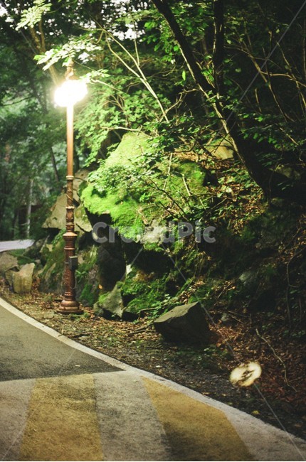 가로등,밤,필름카메라,감성,공원,이끼,자연,산책로,나무,빛