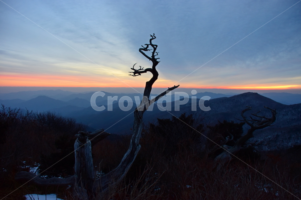 태백산,여명,일출,겨울,풍경,mountain,nature,landspace,주목,붉은,신비로운,경이로운,하늘,해맞이,계절,비경,자연,outdoors,옥외