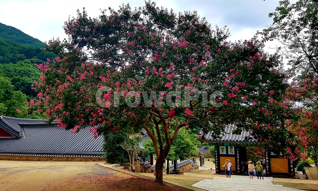 백일홍,꽃나무,붉은색,나무,tree,정원,옥외,식물,식물,자연,plants,nature,꽃,flower