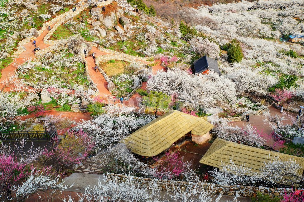 매화마을,봄,다압면,풍경,꽃,광양시,봄,계절,spring,season,자연,풍경,nature,landscape,plant,식물,blossom,flower