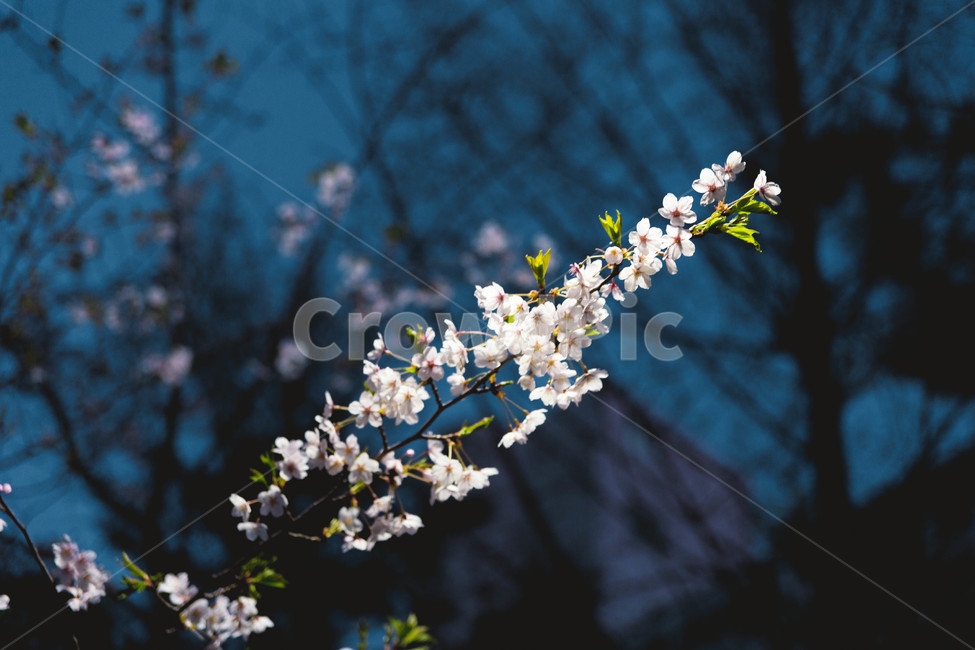 봄,벚꽃,봄꽃,꽃잎,flower,blossom,cheeryblossom