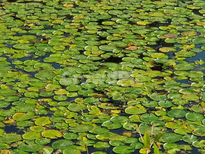 nature,자연,땅,식물,물,land,outdoors,옥외,water,초목,식물,자연,plants,nature