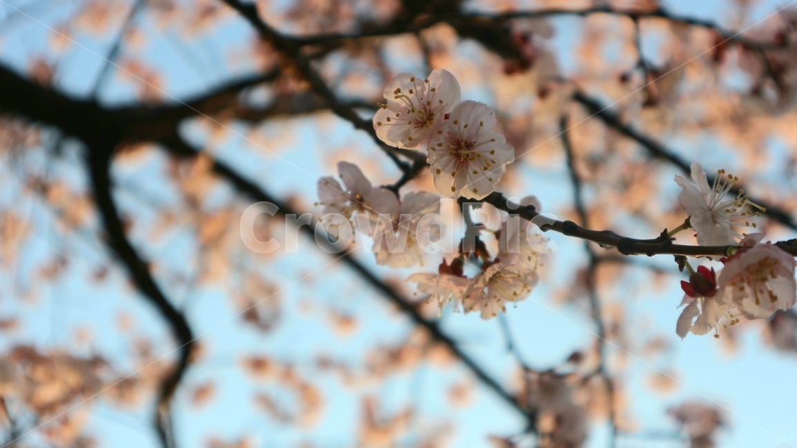 벚꽃,봄,벚꽃놀이,개화,꽃,blossom,flower