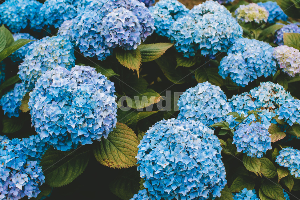 꽃,수국,파란색꽃,파란색,파란꽃,여름꽃,식물,자연,plants,nature,꽃,flower