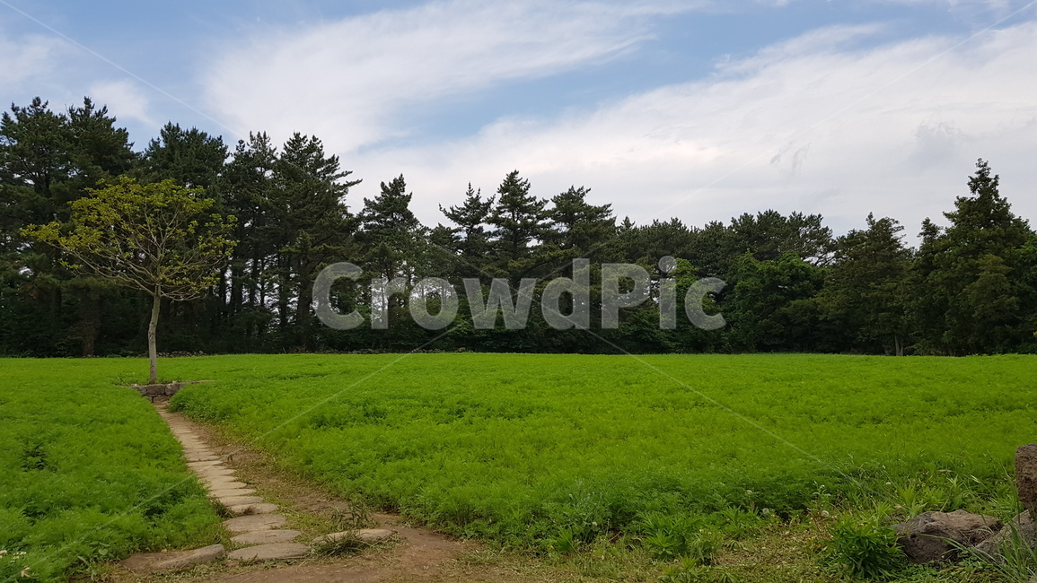 제주,항몽유적지,나홀로나무,자연,nature,하늘,sky,구름,cloud,나무,tree,숲,forest