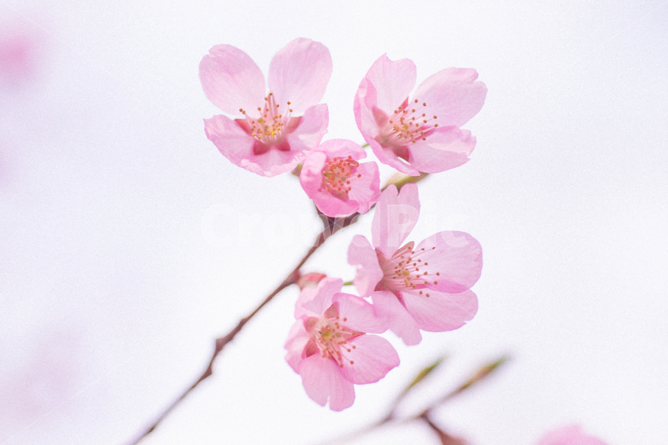 봄,벚꽃,감성사진,하늘,스냅사진,벚꽃축제,풍경사진,봄꽃,맑은하늘,봄,계절,spring,season,식물,자연,plants,nature,꽃,flower,감성,sensible,feeling,plant,blossom,cherry blossom