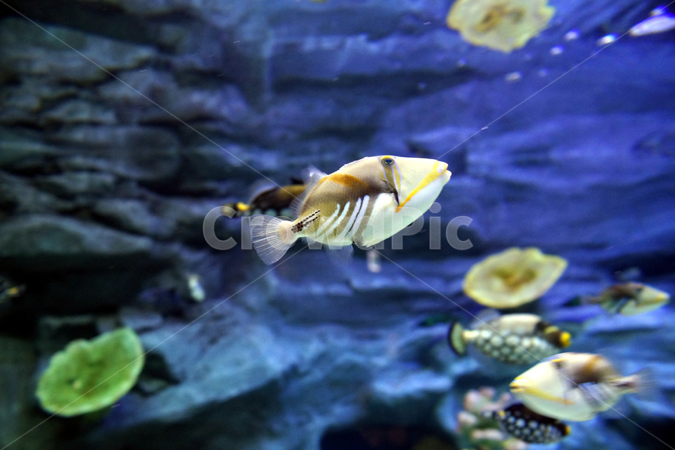 물고기,수족관,아쿠아,물,유리,fish,aquarium,aqua,water,glass,동물,animal,어류,물고기,fish