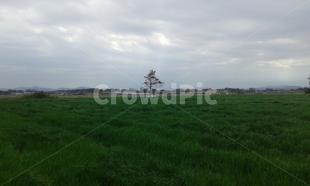 배경,풍경,풀,초원,경치,자연,풍경,nature,landscape,field,들,outdoors,옥외,grass,잔디,plant,식물,grassland,목초지,land,땅